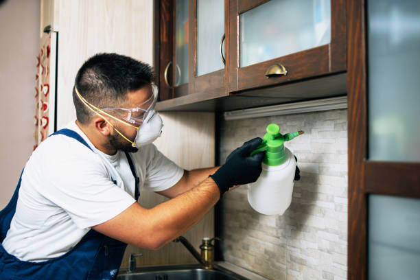 Wasp Removal Services in Palos Verdes Estates, CA