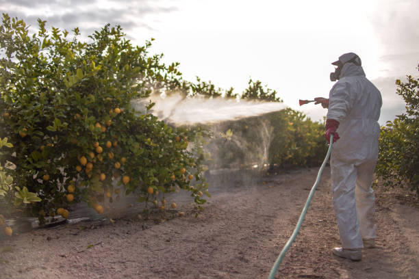 Best Best Pest Control Companies  in Palos Verdes Estates, CA